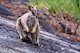 Wallaby with joey in pouch